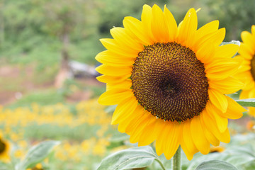 Closeup of a sunflower in a sunflower farm on a sunny summer day