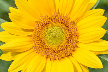 Closeup of a sunflower showing the ray florets, or petals, and disc florets with green background