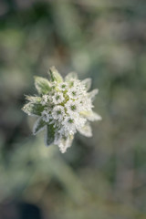 flower garden in the winter