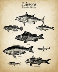 Gravures anciennes poissons N°6/12