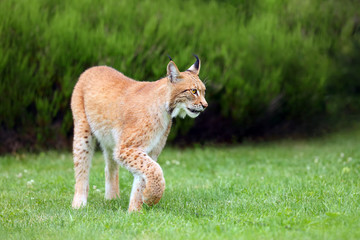 The Eurasian Lynx (Lynx lynx), portrait. Eurasian lynx in the garden.Big lynx on green background.