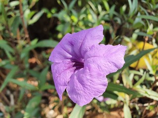 purple flower in the garden