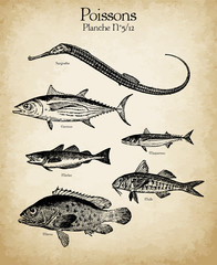 Gravures anciennes poissons N°5/12