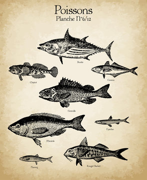 Gravures anciennes poissons N&deg;6/12