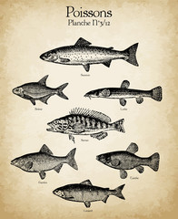 Gravures anciennes poissons N°3/12
