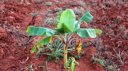 Banana seedlings The duration of planting 8 weeks.