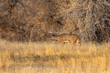 Whitetail deer Buck During the Fall Rut
