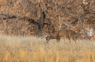 Whitetail deer Buck During the Fall Rut