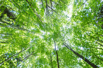 green forest in spring time