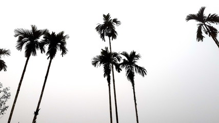 Fototapeta na wymiar silhouette of palm trees on a background