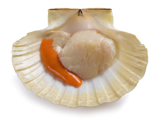Mediterranean scallop
