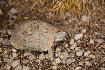 turtle on little rocks
