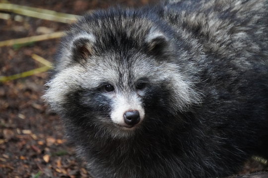 Raccoon dog