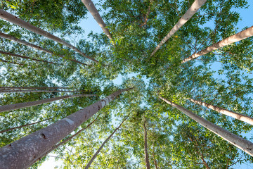 Low angle view of a group of trees on a clear blue sky. - Powered by Adobe