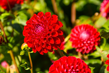 red flower in garden