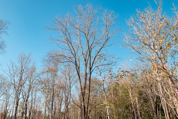 A tree without leaves on a clear blue sky.
