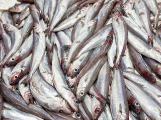 Obraz premium fresh blue whiting fish