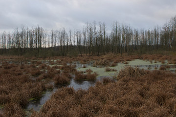 early morning in a swamp in the forest. Frozen pond