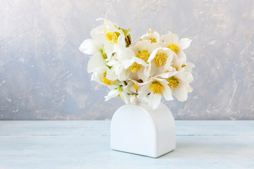  A bouquet of fresh spring hellebore flowers in a white vase.