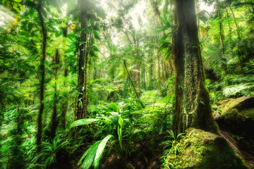 Thick vegetation in Basse Terre jungle in Guadeloupe