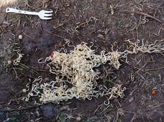 Noodles fall all over the ground.