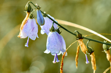 Flowers with dew