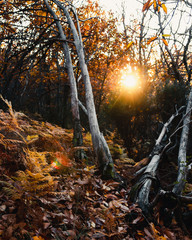 Dry trees among other live trees in autumn