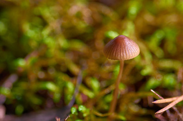 Macro photo of a mushroom