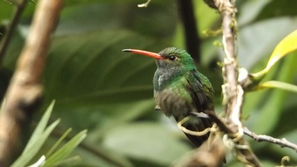 Pichón de Colibrí, Mindo Ecuador