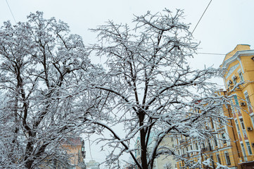 Trees and cars at streets after snow storm in Kyiv, Ukraine on February 6, 2019. 