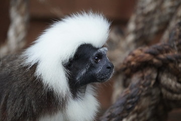 cotton top tamarin