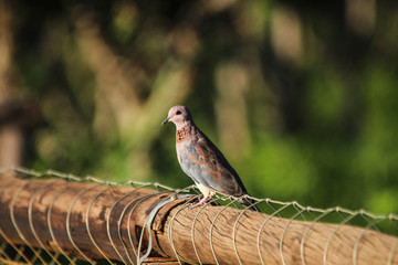 Small Dove sitting in the sun