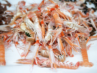 fresh Norway lobsters or langoustines