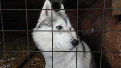 portrait of siberian husky