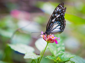 Obraz premium butterfly on flower