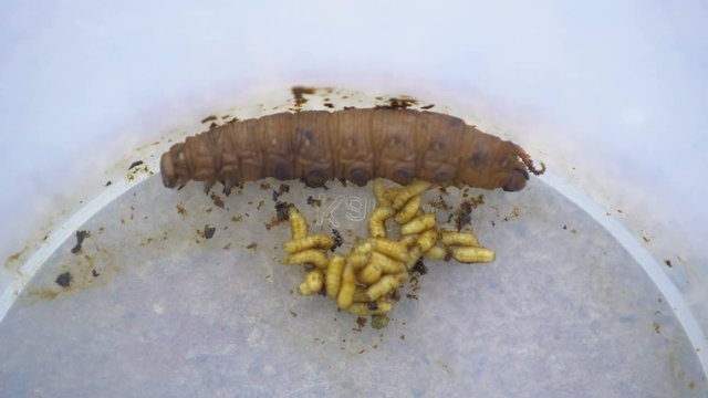 Worms,  close-ups of larvae