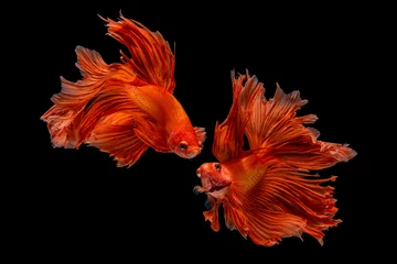 Foto op Aluminium Het ontroerende moment mooi van rode siamese betta vis of fancy betta splendens vechten vis in thailand op zwarte achtergrond. Thailand noemde Pla-kad of halve maan bijtende vis. © Soonthorn