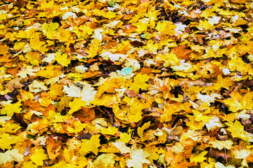 Nahaufnahme von buntem Herbstlaub