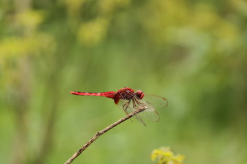 scarlet darter  red dragonfly sitting on stick
