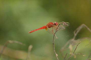 scarlet darter  red dragonfly sitting on stick
