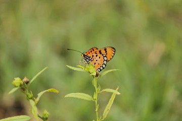 orange butterfly sitting on plant