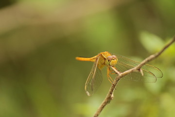 yellow dragonfly on stick