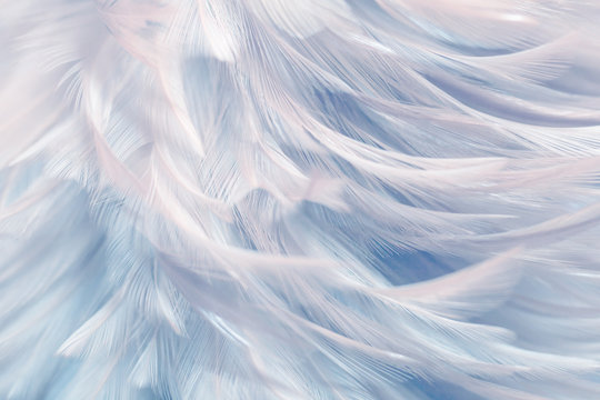 Image nature art of wings bird,Soft pastel detail of design,chicken feather texture,white fluffy twirled on transparent background wallpaper Abstract. Coral Pink color trends and vintage. © Chunnapa