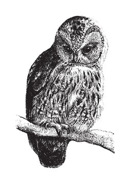 Tawny Owl (Syrnium aluco) / vintage illustration from Brockhaus Konversations Lexikon 1908