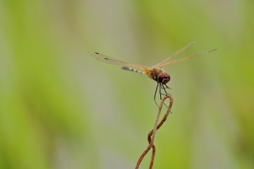 scarlet darter  red dragonfly sitting on stick