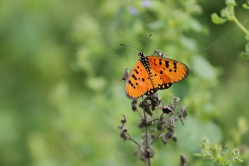 orange butterfly sitting on plant