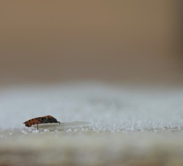winged red bug, insect, bug, red bug, red-black insect color, snow, snow insect, crystals, ice, insect wings, arthropod, insect mustache, insect eyes, snowflakes, icicles, bug eating, firefighter bug