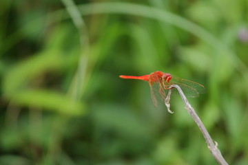 scarlet darter  red dragonfly sitting on stick