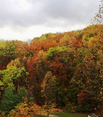 Fall leaves in Philadelphia