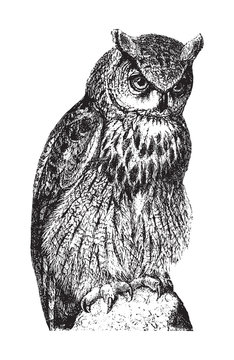 Eurasian Eagle Owl (Bubo maximus) / vintage illustration from Brockhaus Konversations Lexikon 1908